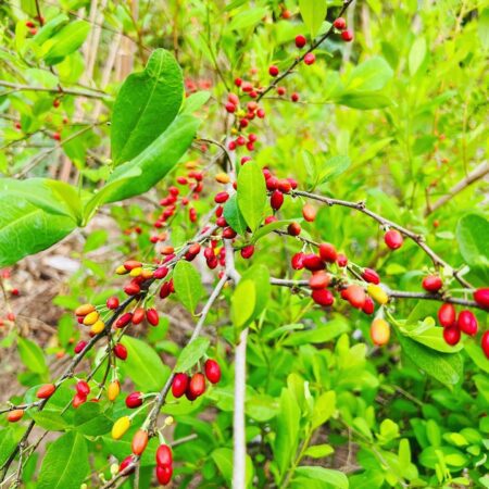 Hojas de Ayu tostadas, planta sagrada del pueblo Arhuaco cultivada en la Sierra Nevada