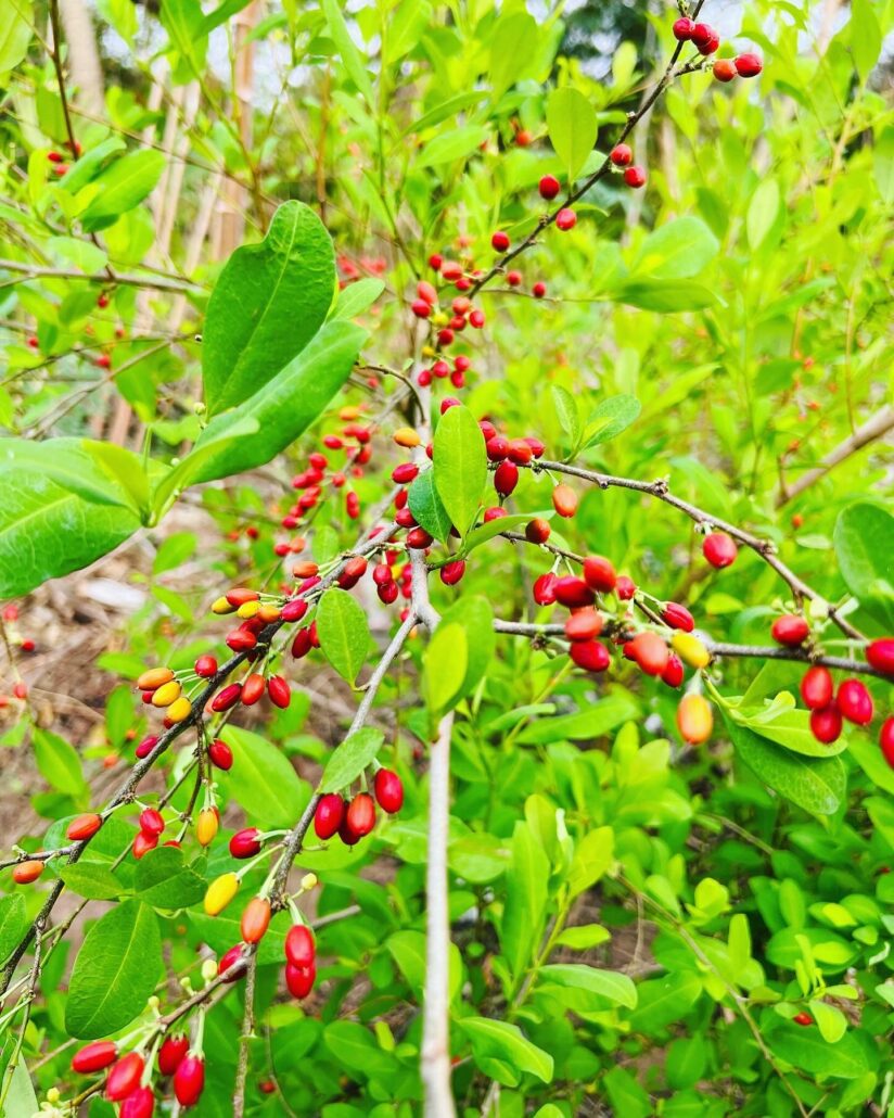 Hojas de Ayu