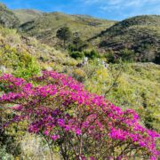 Flores de la Sierra Nevada de Santa Marta