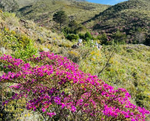 Flores de la Sierra Nevada de Santa Marta
