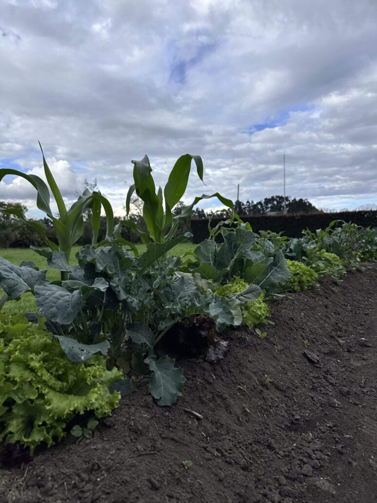 Huerta tradicional Arhuaca en la Sierra Nevada, ejemplo de producción sostenible y espiritualidad indígena