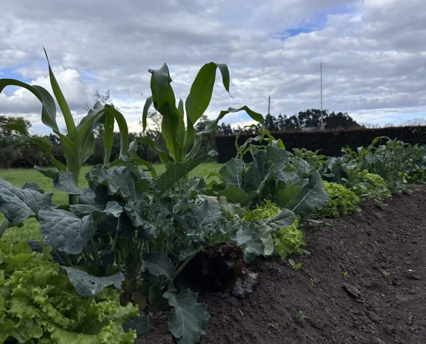 Huerta tradicional Arhuaca en la Sierra Nevada, ejemplo de producción sostenible y espiritualidad indígena