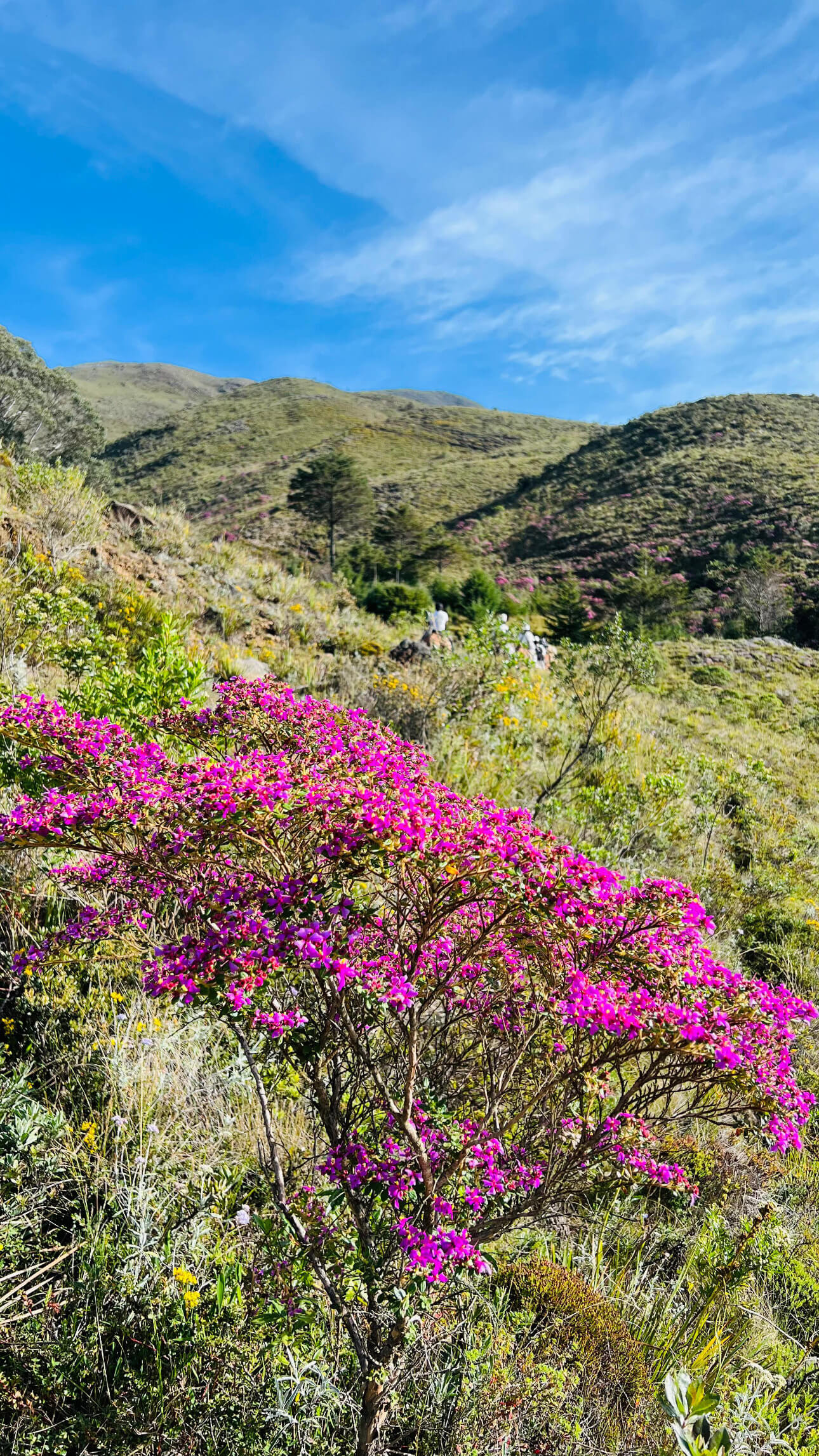 Flores y paisaje de Moroto en la Sierra Nevada