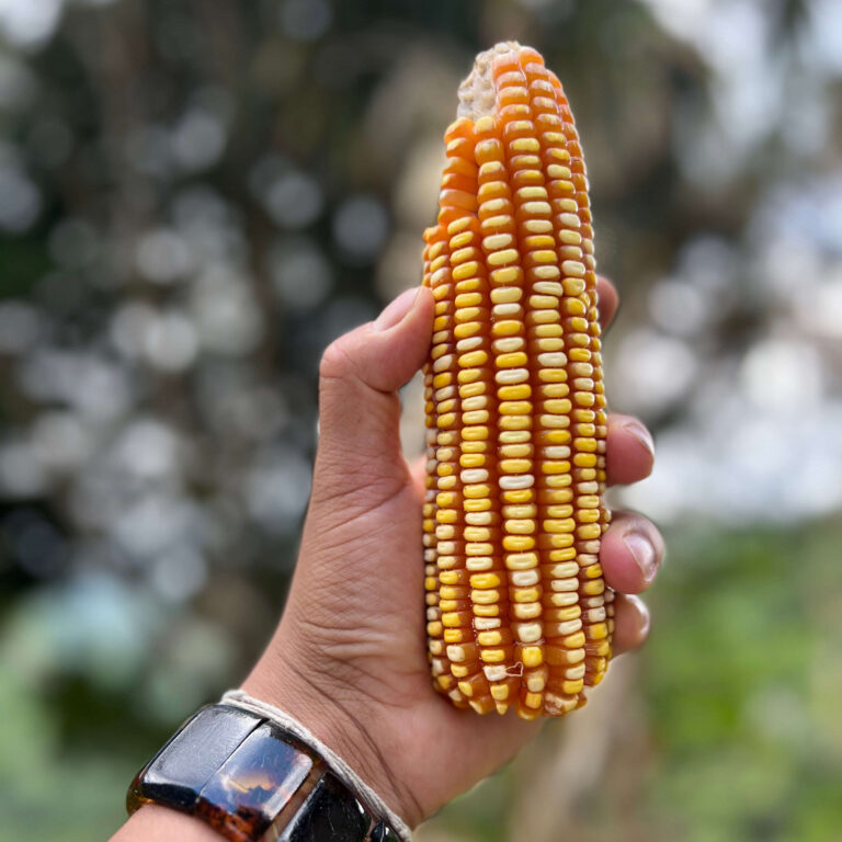 Agro-Acuicultura Integrada en Jimain | Producción sostenible de alimentos