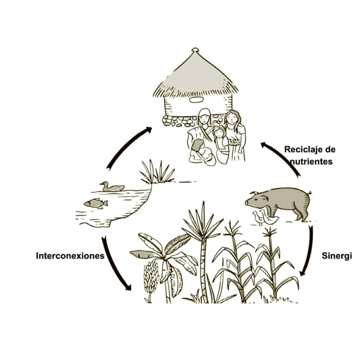 Esquema de agro-acuicultura integrada en Jimain ilustrado por Dwawin